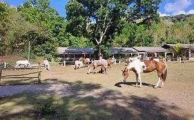 Ranch Black Horse