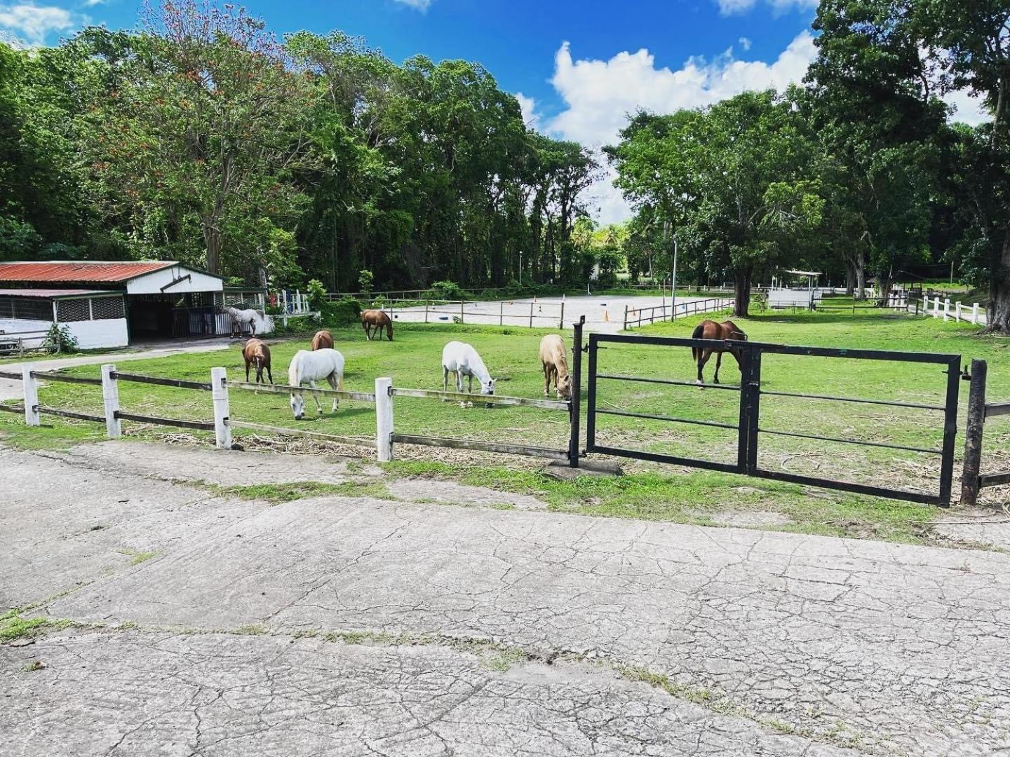 Ranch Black Horse Les Trois-Ilets Chambre photo